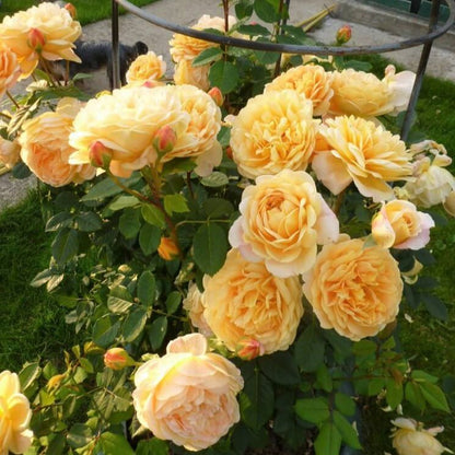 Golden Celebration ® Floribunda Roses garden rose bushes potted or bare root plants