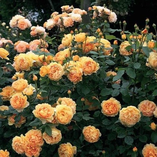 Golden Celebration ® Floribunda Roses garden rose bushes potted or bare root plants