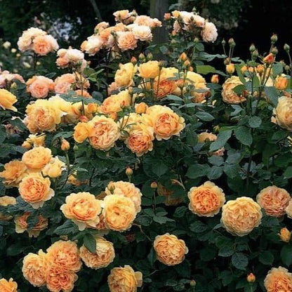 Golden Celebration ® Floribunda Roses garden rose bushes potted or bare root plants