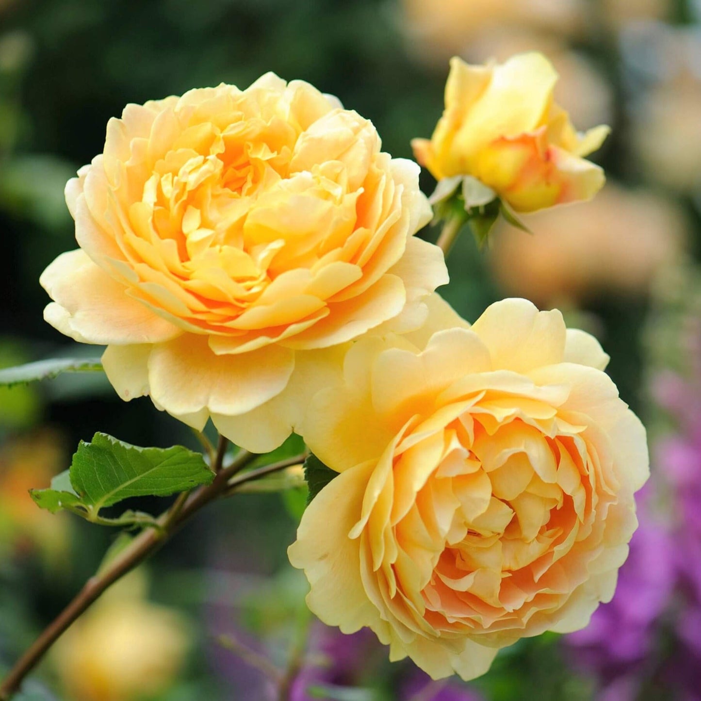 Golden Celebration ® Floribunda Roses garden rose bushes potted or bare root plants