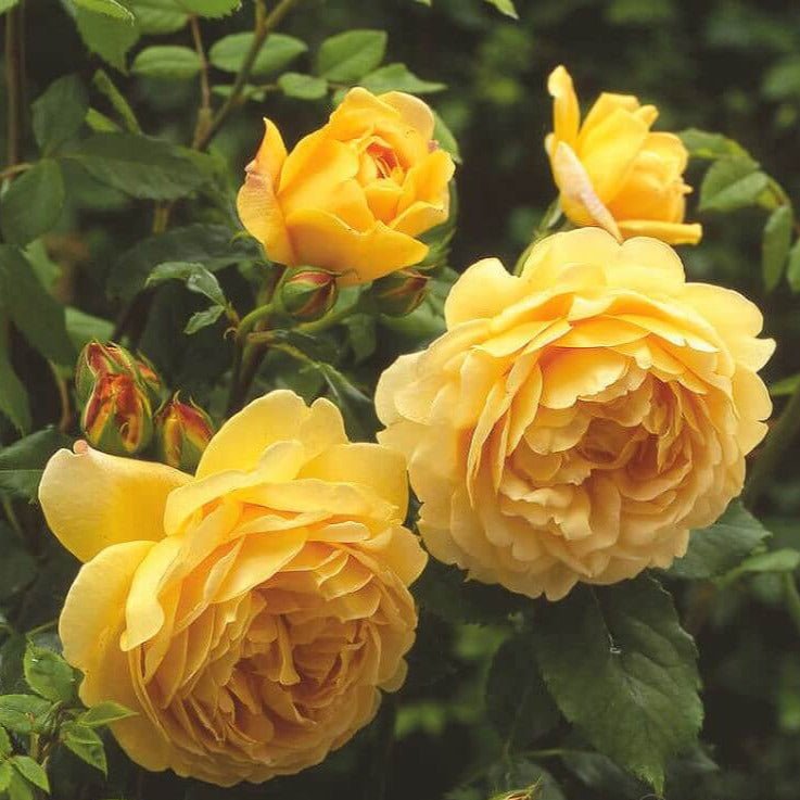 Golden Celebration ® Floribunda Roses garden rose bushes potted or bare root plants