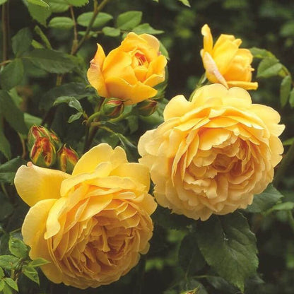 Golden Celebration ® Floribunda Roses garden rose bushes potted or bare root plants