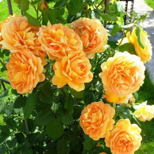 Golden Celebration ® Floribunda Roses garden rose bushes potted or bare root plants