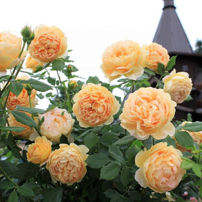 Golden Celebration ® Floribunda Roses garden rose bushes potted or bare root plants