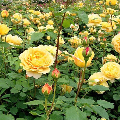 Golden Celebration ® Floribunda Roses garden rose bushes potted or bare root plants
