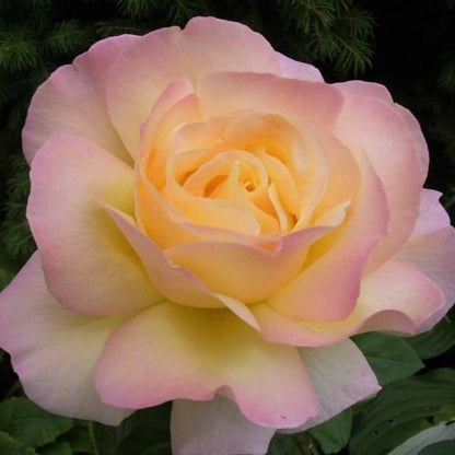 Gpt. Mme. A Meilland ®' Climbing Roses garden rose bushes potted or bare root plants