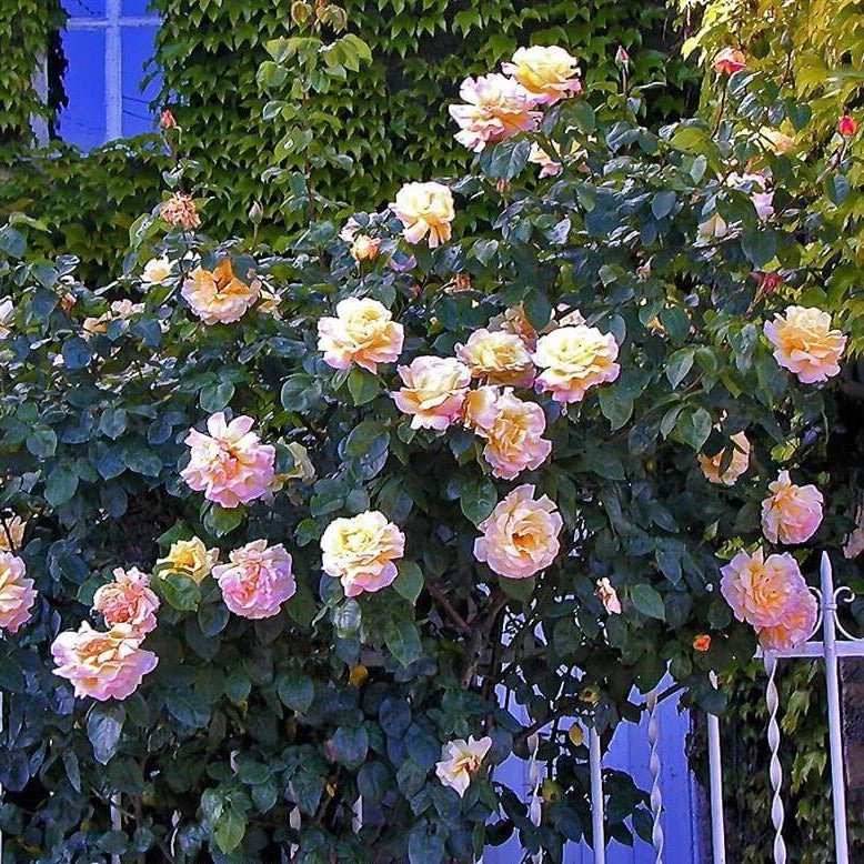 Gpt. Mme. A Meilland ®' Climbing Roses garden rose bushes potted or bare root plants