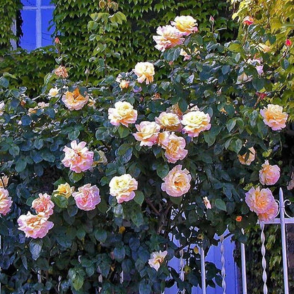 Gpt. Mme. A Meilland ®' Climbing Roses garden rose bushes potted or bare root plants