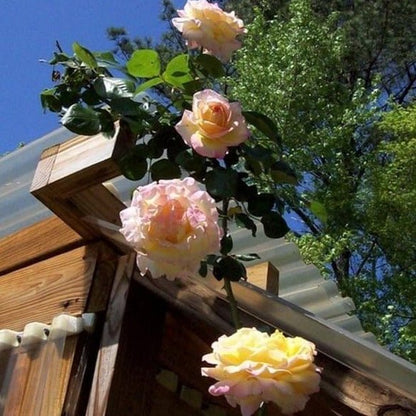 Gpt. Mme. A Meilland ®' Climbing Roses garden rose bushes potted or bare root plants