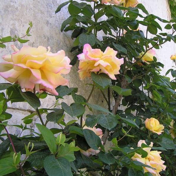 Gpt. Mme. A Meilland ®' Climbing Roses garden rose bushes potted or bare root plants