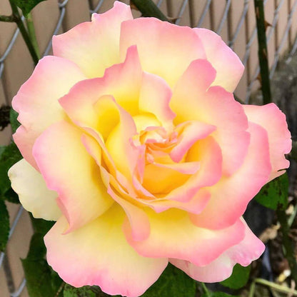 Gpt. Mme. A Meilland ®' Climbing Roses garden rose bushes potted or bare root plants