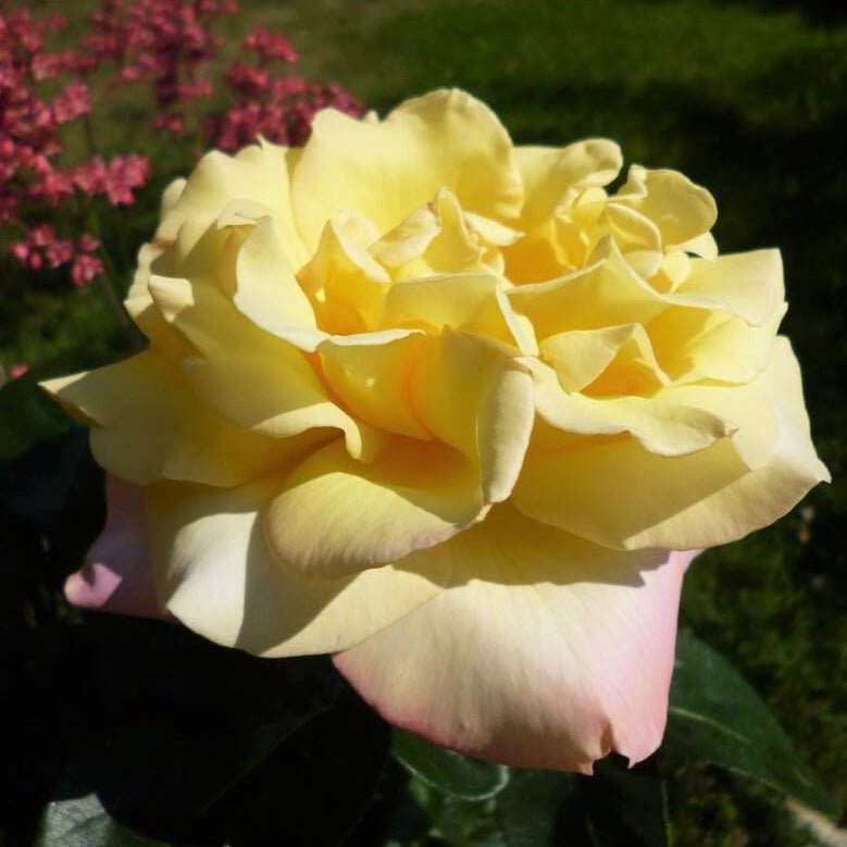Gpt. Mme. A Meilland ®' Climbing Roses garden rose bushes potted or bare root plants