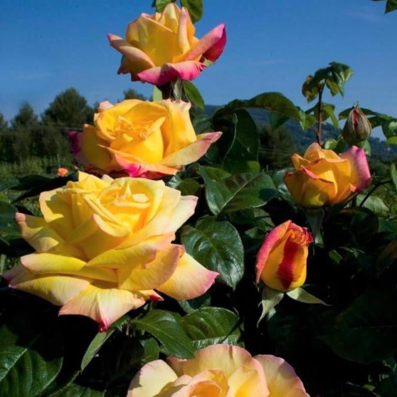 Gpt. Mme. A Meilland ®' Climbing Roses garden rose bushes potted or bare root plants