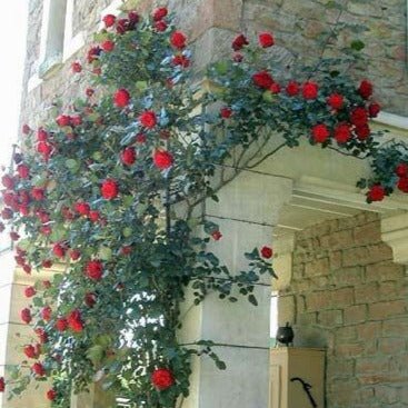 Gpt. Papa Meilland ® Climbing Roses garden rose bushes potted or bare root plants