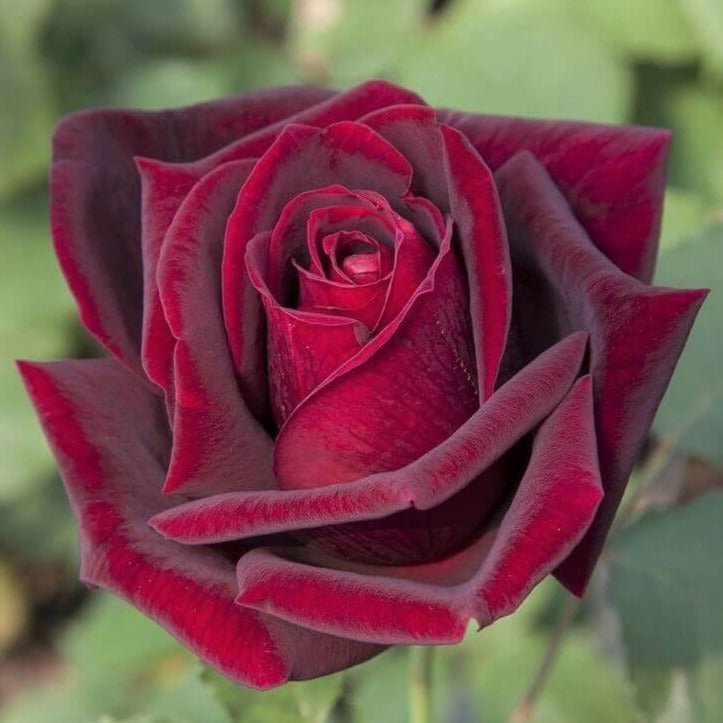 Gpt. Papa Meilland ® Climbing Roses garden rose bushes potted or bare root plants