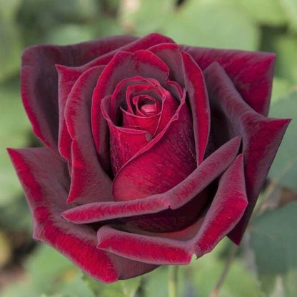 Gpt. Papa Meilland ® Climbing Roses garden rose bushes potted or bare root plants