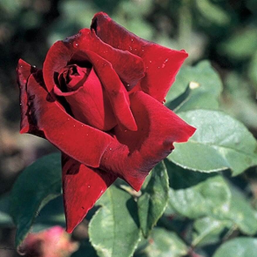 Gpt. Papa Meilland ® Climbing Roses garden rose bushes potted or bare root plants