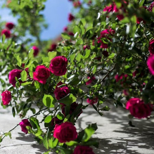 Gpt. Papa Meilland ® Climbing Roses garden rose bushes potted or bare root plants