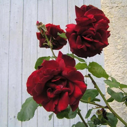 Gpt. Papa Meilland ® Climbing Roses garden rose bushes potted or bare root plants