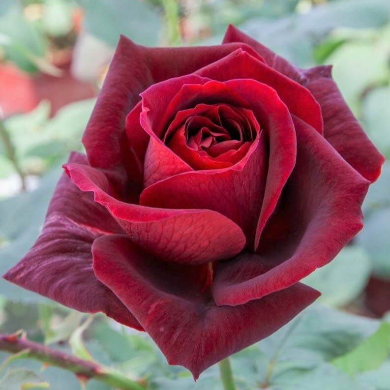 Gpt. Papa Meilland ® Climbing Roses garden rose bushes potted or bare root plants