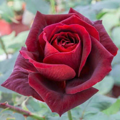 Gpt. Papa Meilland ® Climbing Roses garden rose bushes potted or bare root plants