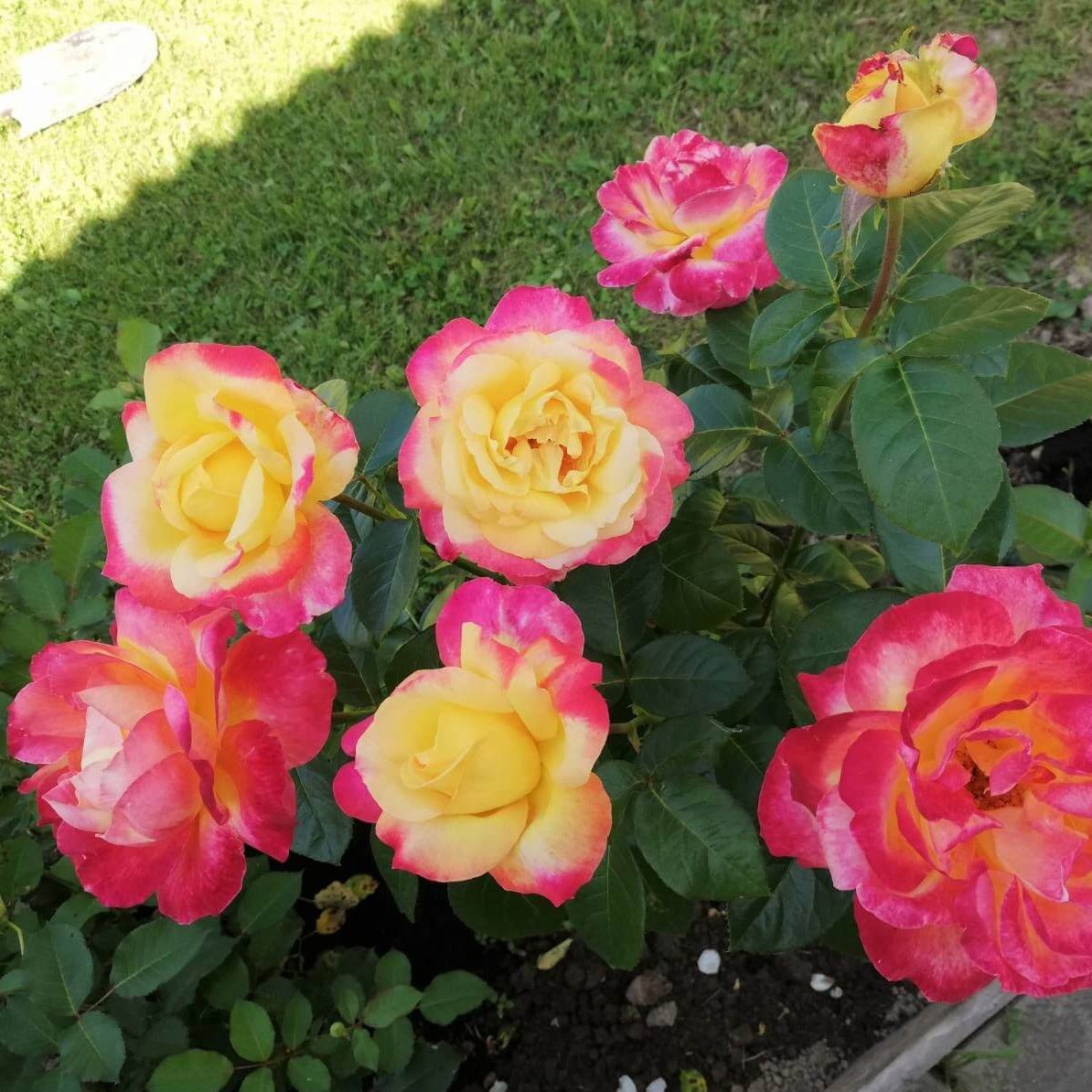 Gpt. Pullman Orient Express ® (Gpt. Oriental Peace) Climbing Roses garden rose bushes potted or bare root plants