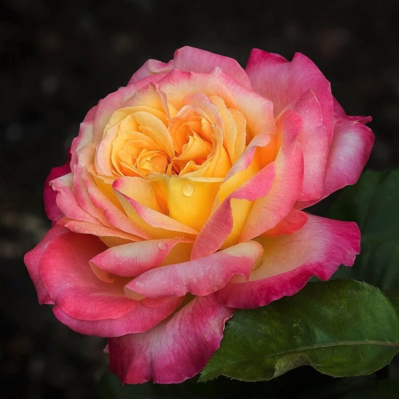 Gpt. Pullman Orient Express ® (Gpt. Oriental Peace) Climbing Roses garden rose bushes potted or bare root plants
