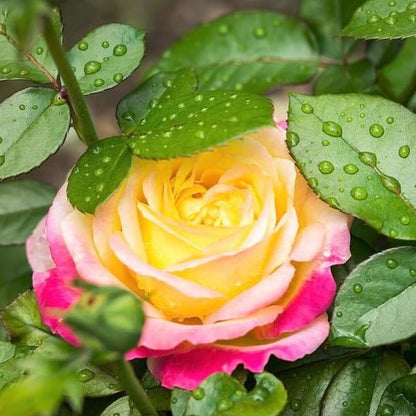 Gpt. Pullman Orient Express ® (Gpt. Oriental Peace) Climbing Roses garden rose bushes potted or bare root plants