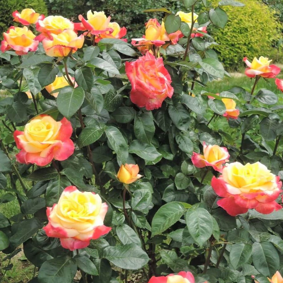 Gpt. Pullman Orient Express ® (Gpt. Oriental Peace) Climbing Roses garden rose bushes potted or bare root plants