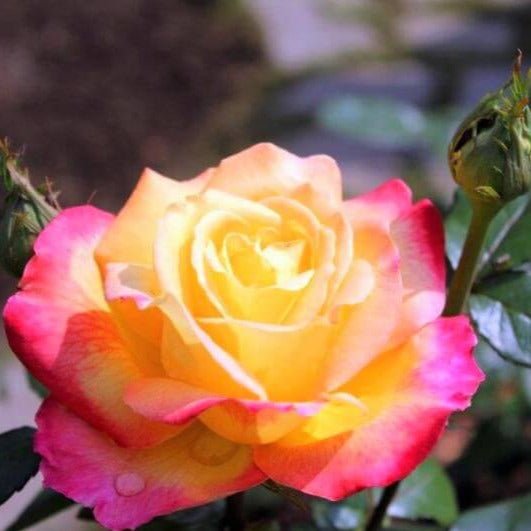 Gpt. Pullman Orient Express ® (Gpt. Oriental Peace) Climbing Roses garden rose bushes potted or bare root plants