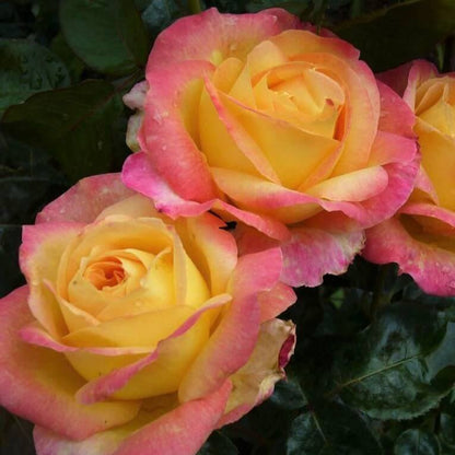 Gpt. Pullman Orient Express ® (Gpt. Oriental Peace) Climbing Roses garden rose bushes potted or bare root plants
