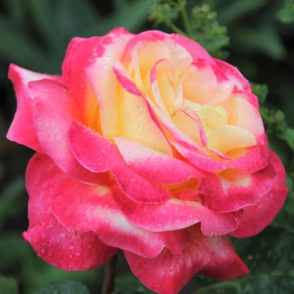 Gpt. Pullman Orient Express ® (Gpt. Oriental Peace) Climbing Roses garden rose bushes potted or bare root plants