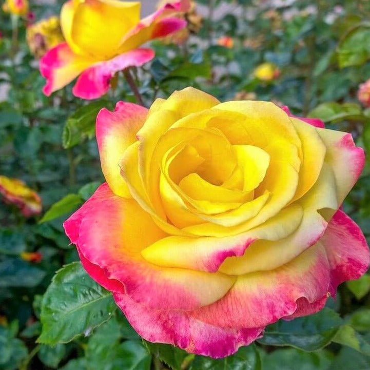 Gpt. Pullman Orient Express ® (Gpt. Oriental Peace) Climbing Roses garden rose bushes potted or bare root plants