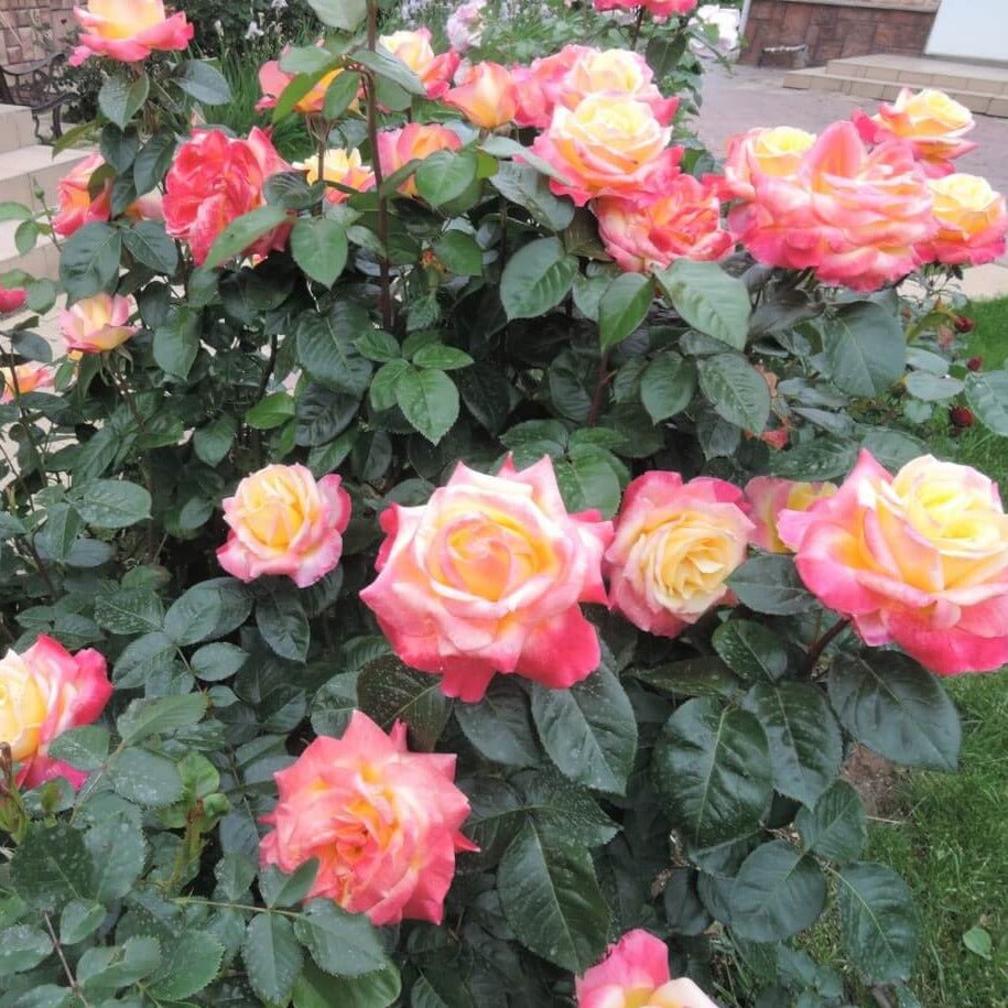 Gpt. Pullman Orient Express ® (Gpt. Oriental Peace) Climbing Roses garden rose bushes potted or bare root plants