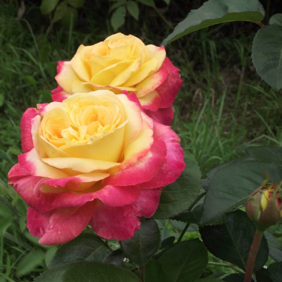 Gpt. Pullman Orient Express ® (Gpt. Oriental Peace) Climbing Roses garden rose bushes potted or bare root plants