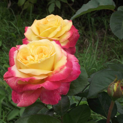 Gpt. Pullman Orient Express ® (Gpt. Oriental Peace) Climbing Roses garden rose bushes potted or bare root plants