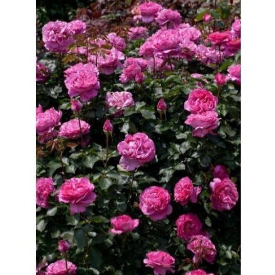 Gpt. YVES PIAGET ® Climbing Roses garden rose bushes potted or bare root plants