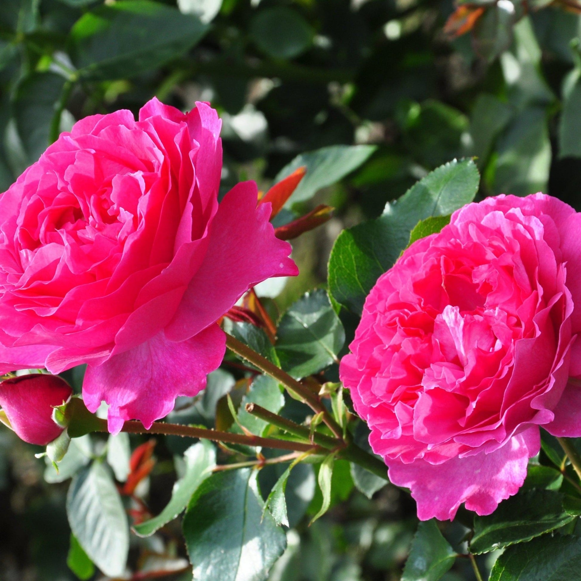 Gpt. YVES PIAGET ® Climbing Roses garden rose bushes potted or bare root plants