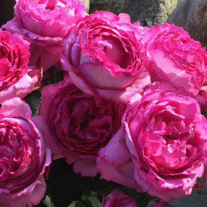 Gpt. YVES PIAGET ® Climbing Roses garden rose bushes potted or bare root plants
