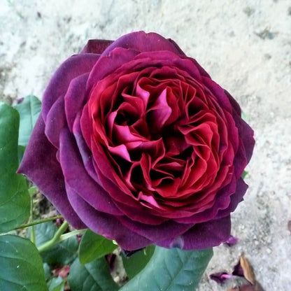 Grafin Von Hardenberg (Black Caviar) ® Hybrid Tea Roses garden rose bushes potted or bare root plants