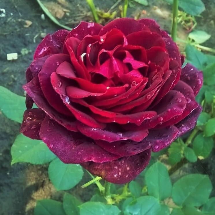 Grafin Von Hardenberg (Black Caviar) ® Hybrid Tea Roses garden rose bushes potted or bare root plants