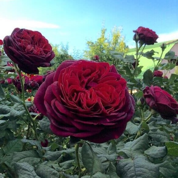 Grafin Von Hardenberg (Black Caviar) ® Hybrid Tea Roses garden rose bushes potted or bare root plants