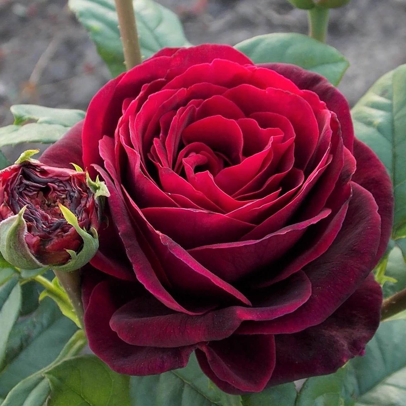 Grafin Von Hardenberg (Black Caviar) ® Hybrid Tea Roses garden rose bushes potted or bare root plants