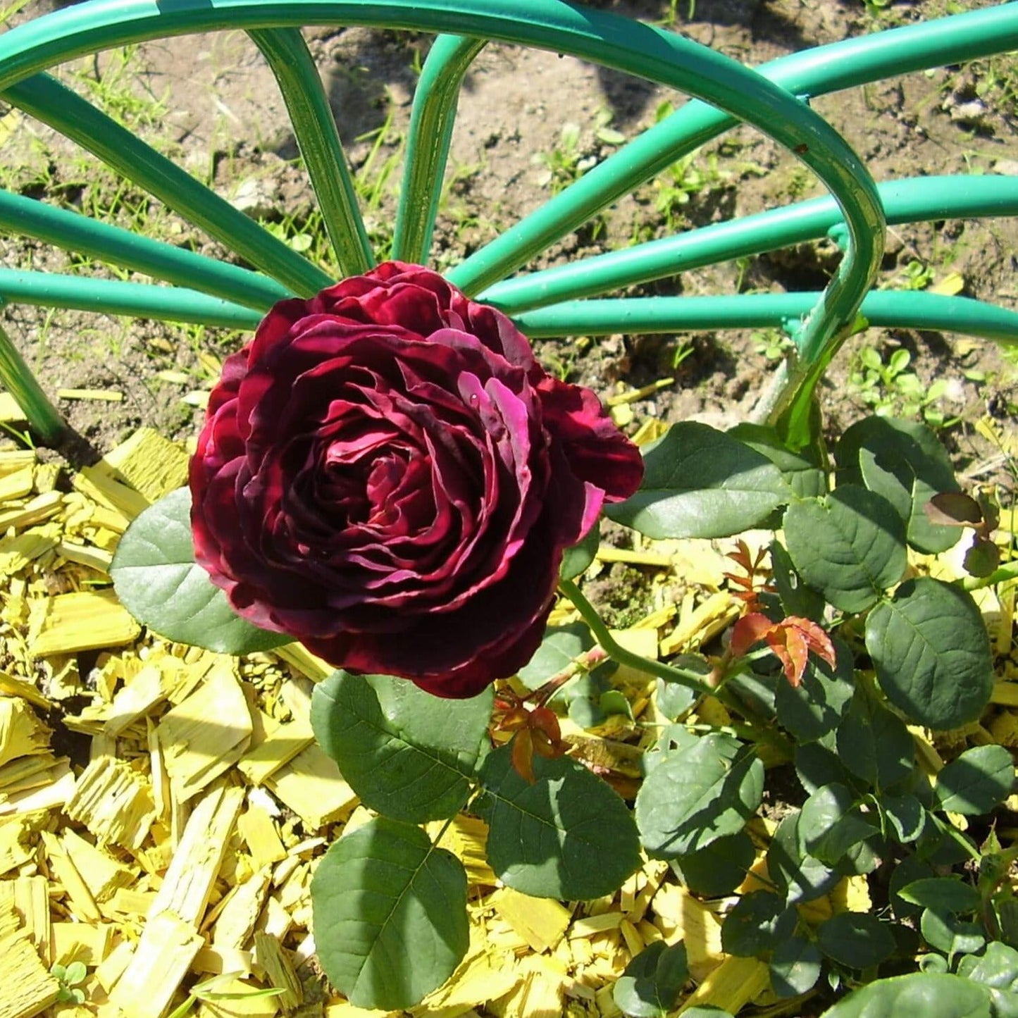 Grafin Von Hardenberg (Black Caviar) ® Hybrid Tea Roses garden rose bushes potted or bare root plants