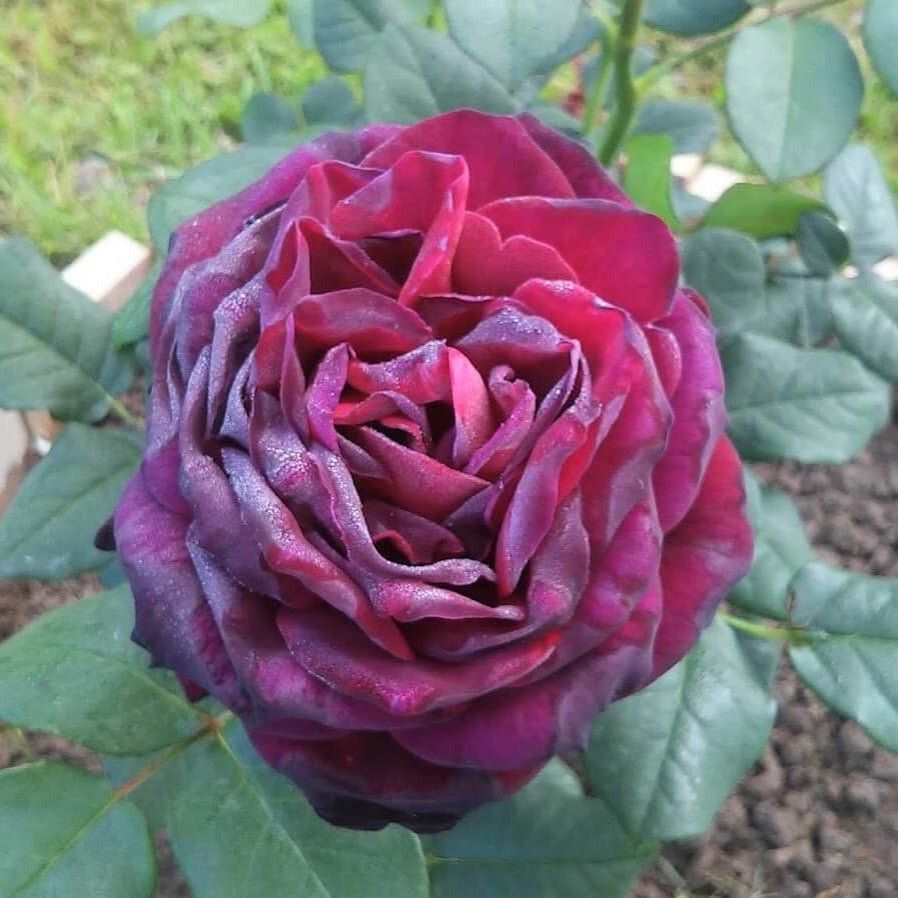 Grafin Von Hardenberg (Black Caviar) ® Hybrid Tea Roses garden rose bushes potted or bare root plants