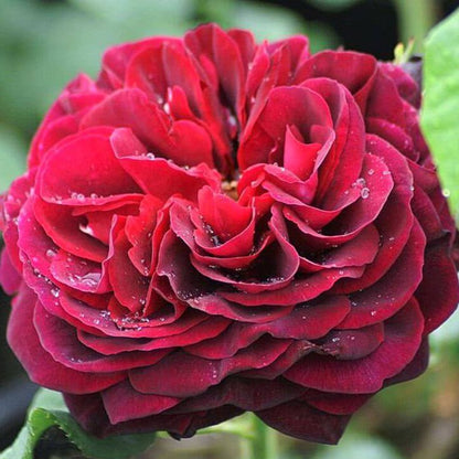 Grafin Von Hardenberg (Black Caviar) ® Hybrid Tea Roses garden rose bushes potted or bare root plants