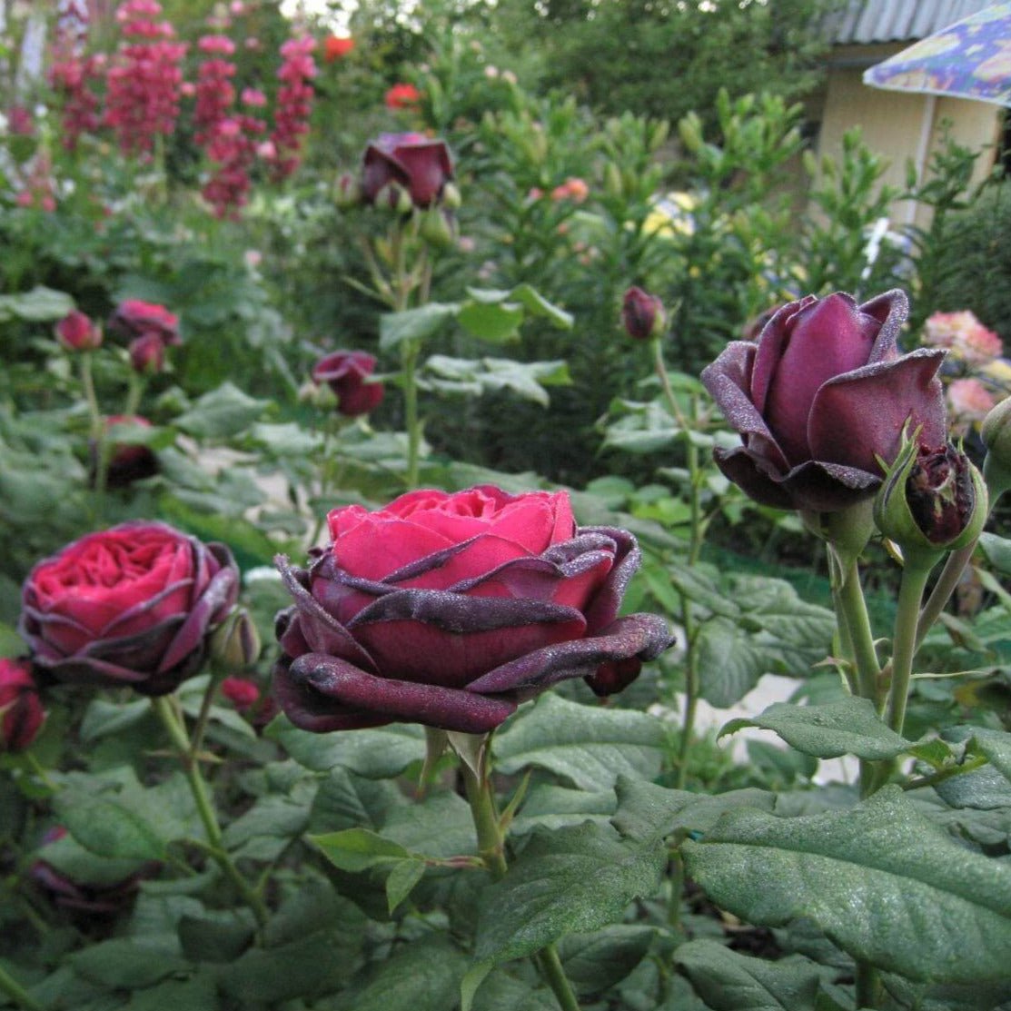 Grafin Von Hardenberg (Black Caviar) ® Hybrid Tea Roses garden rose bushes potted or bare root plants