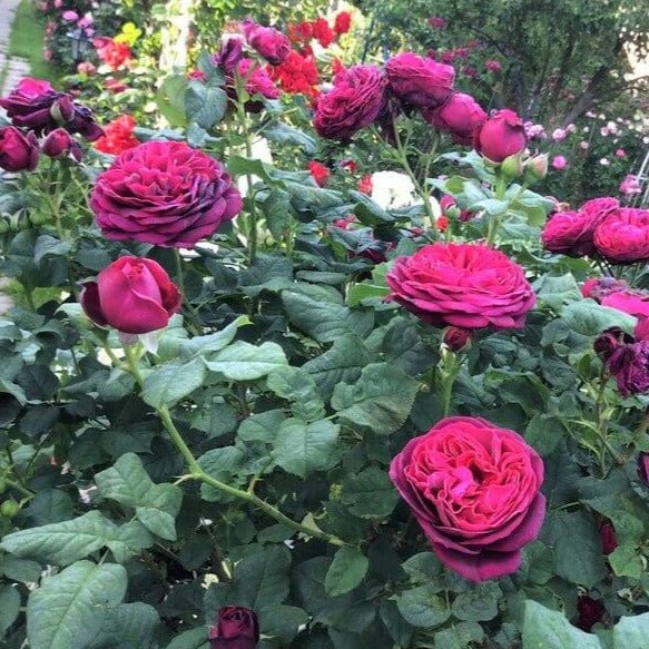 Grafin Von Hardenberg (Black Caviar) ® Hybrid Tea Roses garden rose bushes potted or bare root plants