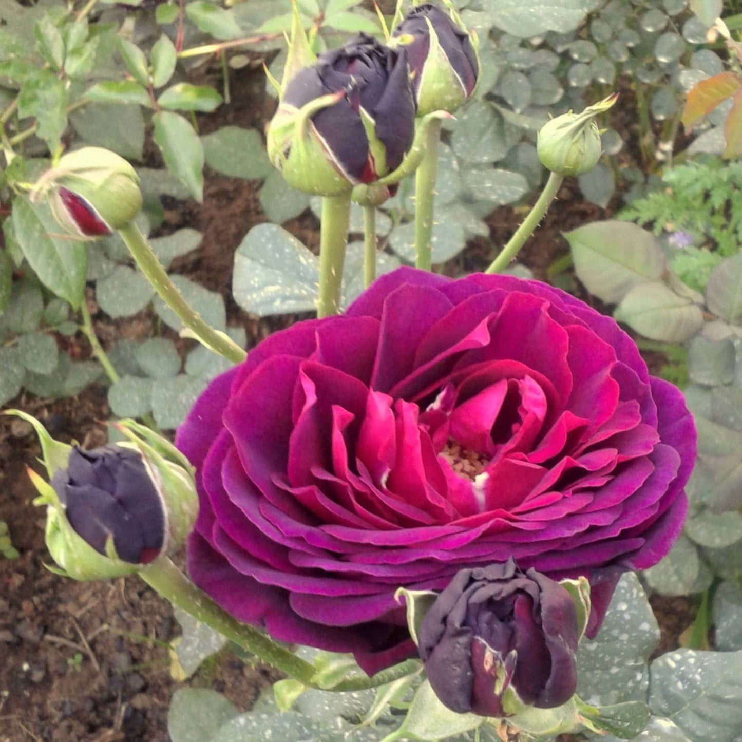 Grafin Von Hardenberg (Black Caviar) ® Hybrid Tea Roses garden rose bushes potted or bare root plants