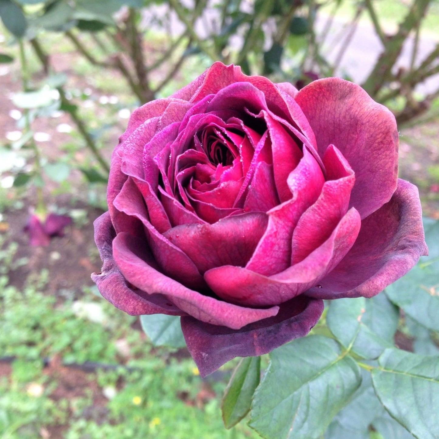Grafin Von Hardenberg (Black Caviar) ® Hybrid Tea Roses garden rose bushes potted or bare root plants
